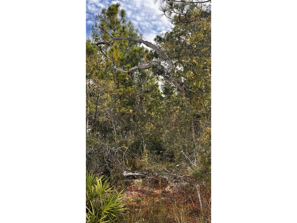 11310 Lapwing Road Weeki Wachee FL 34614 W7879783 image6