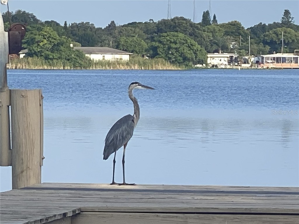 11314 Harborside Drive Largo FL 33773 - LAKE SEMINOLE TB8429899 image60