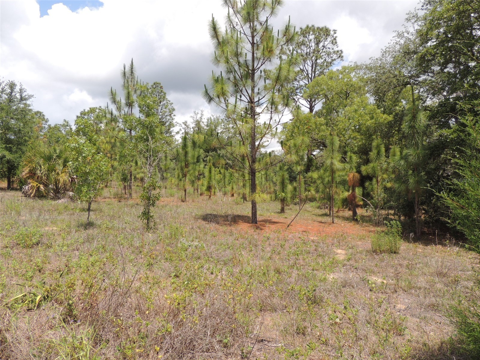 11351 SE 32nd Place Morriston FL 32668 OM725083 image8