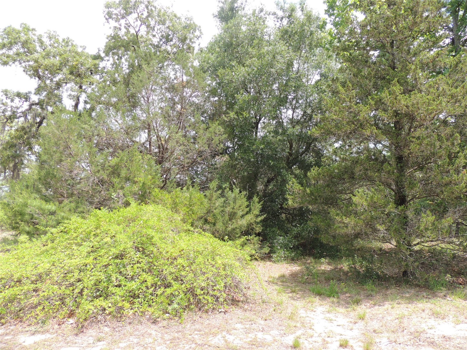 11351 SE 32nd Place Morriston FL 32668 OM725083 image9
