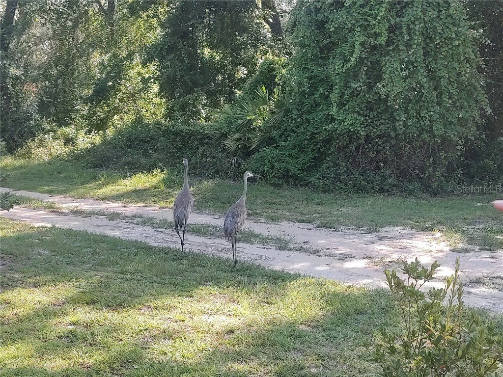 11360 SE 188th Avenue Ocklawaha FL 32179 - LAKE CATHERINE O6335187 image48