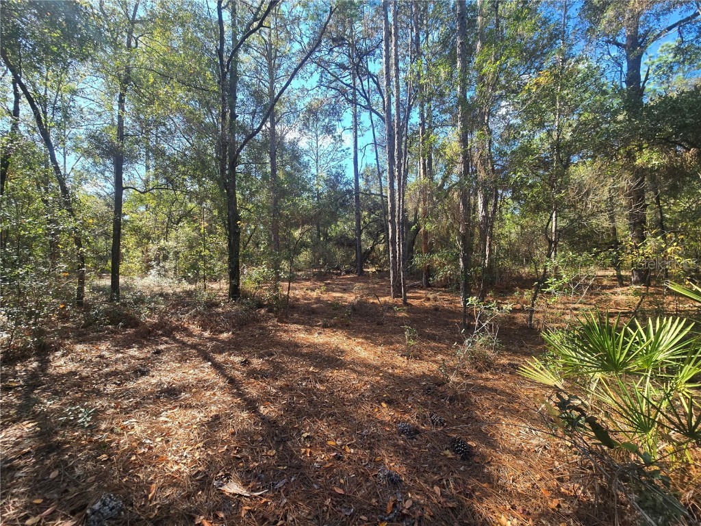 11370 N Ortega Point Dunnellon FL 34433 OM714120 image4