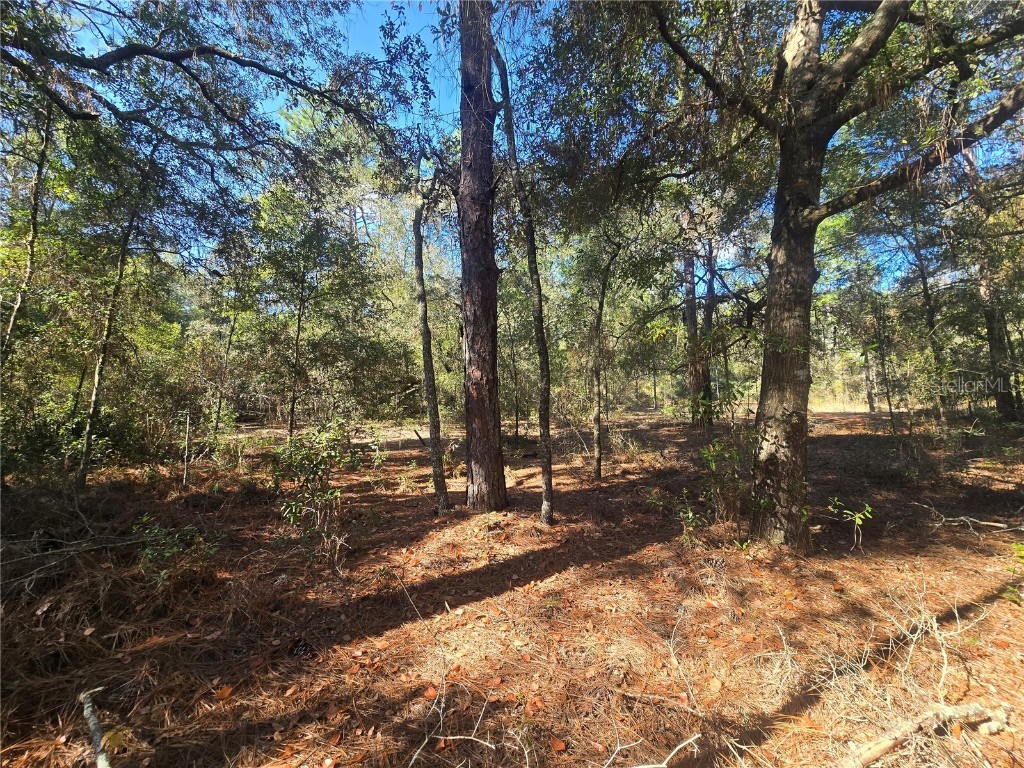 11370 N Ortega Point Dunnellon FL 34433 OM714120 image5