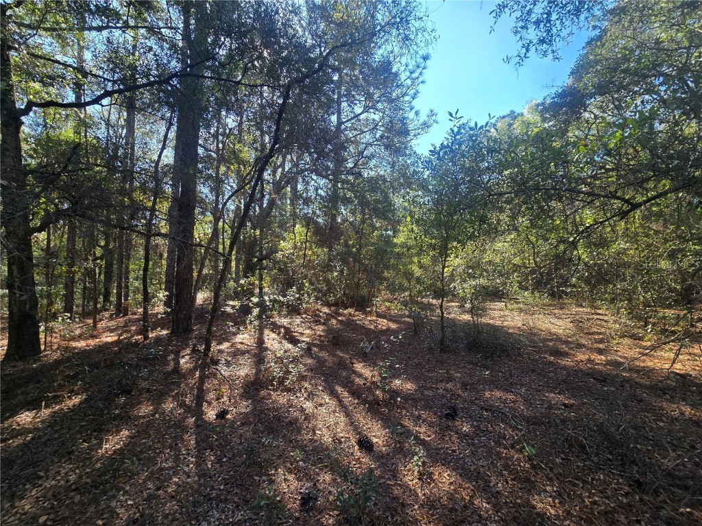 11370 N Ortega Point Dunnellon FL 34433 OM714120 image7