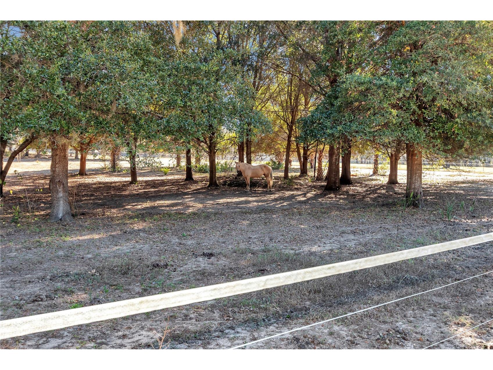 11375 N Circle M Avenue Dunnellon FL 34433 OM715520 image28