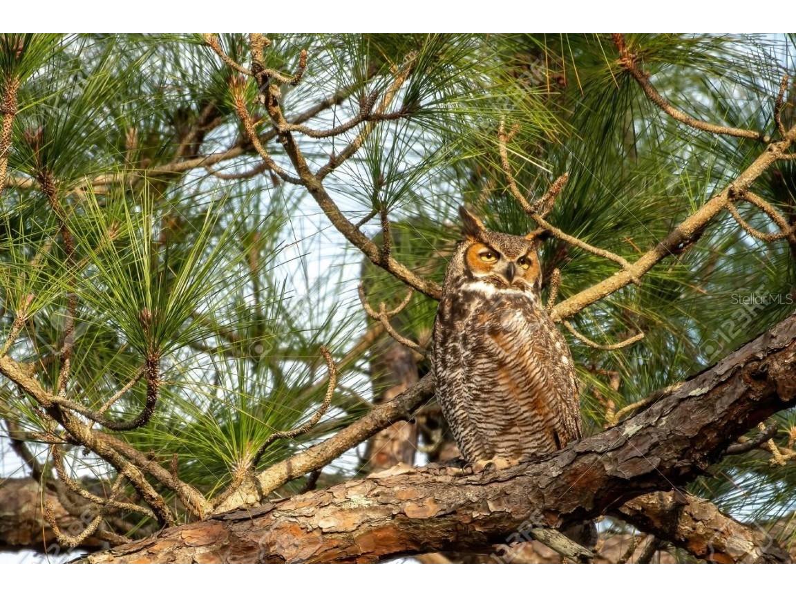 114 Dave Street Interlachen FL 32148 O6352893 image8