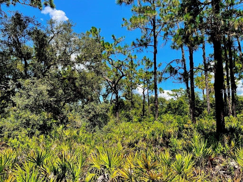 114 Ixora Drive Indian Lake Estates FL 33855 - WALK-IN-WATER T3462315 image1