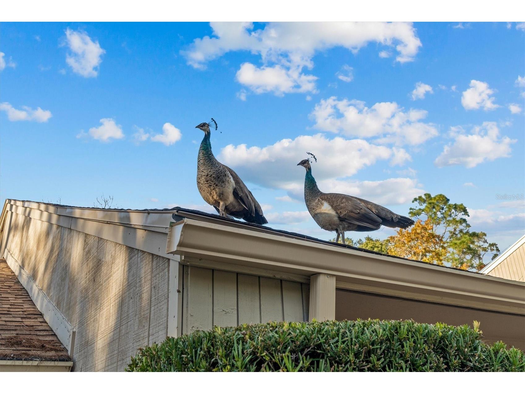 114 Juniper Lane Longwood FL 32779 O6373571 image65
