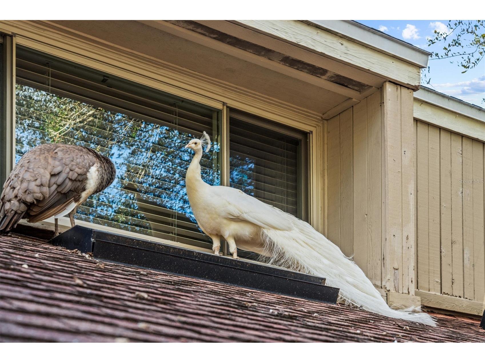114 Juniper Lane Longwood FL 32779 O6373571 image66