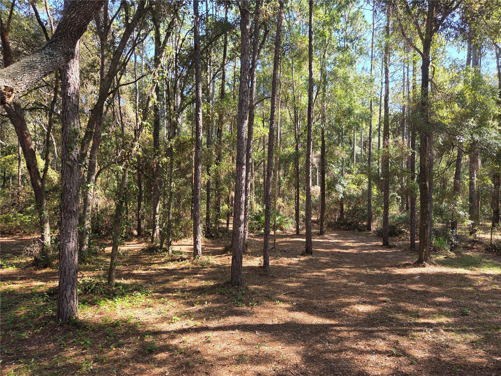 114 Lemon Street Melrose FL 32666 GC536498 image17