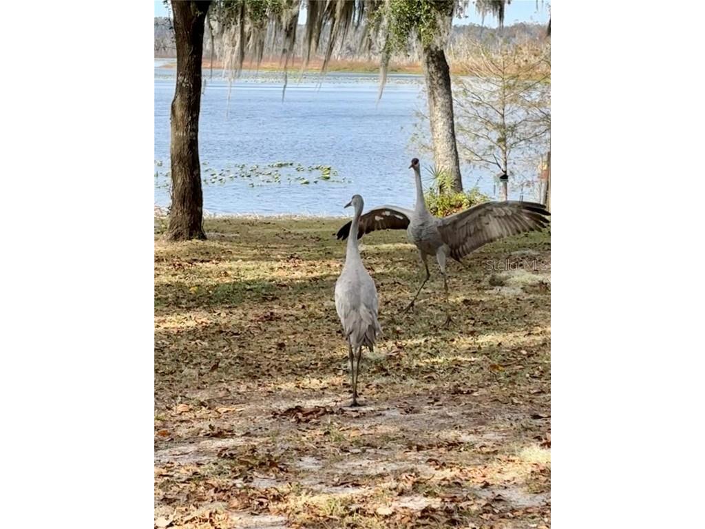 114 Little Orange Lake Drive Hawthorne FL 32640 - LITTLE ORANGE LAKE GC536101 image6