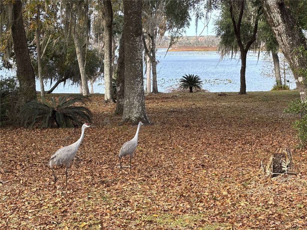 114 Little Orange Lake Drive Hawthorne FL 32640 - LITTLE ORANGE LAKE GC536101 image7