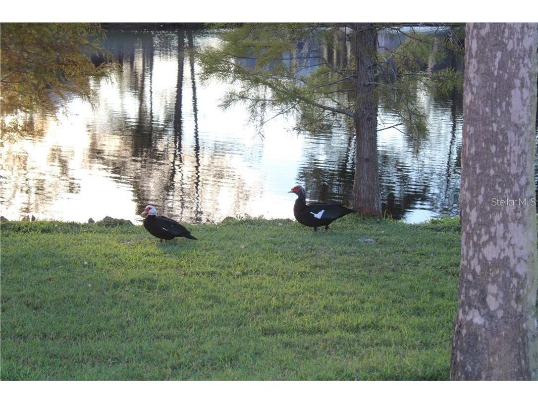 11401 Waveland Way Tampa FL 33624 TB8475044 image27