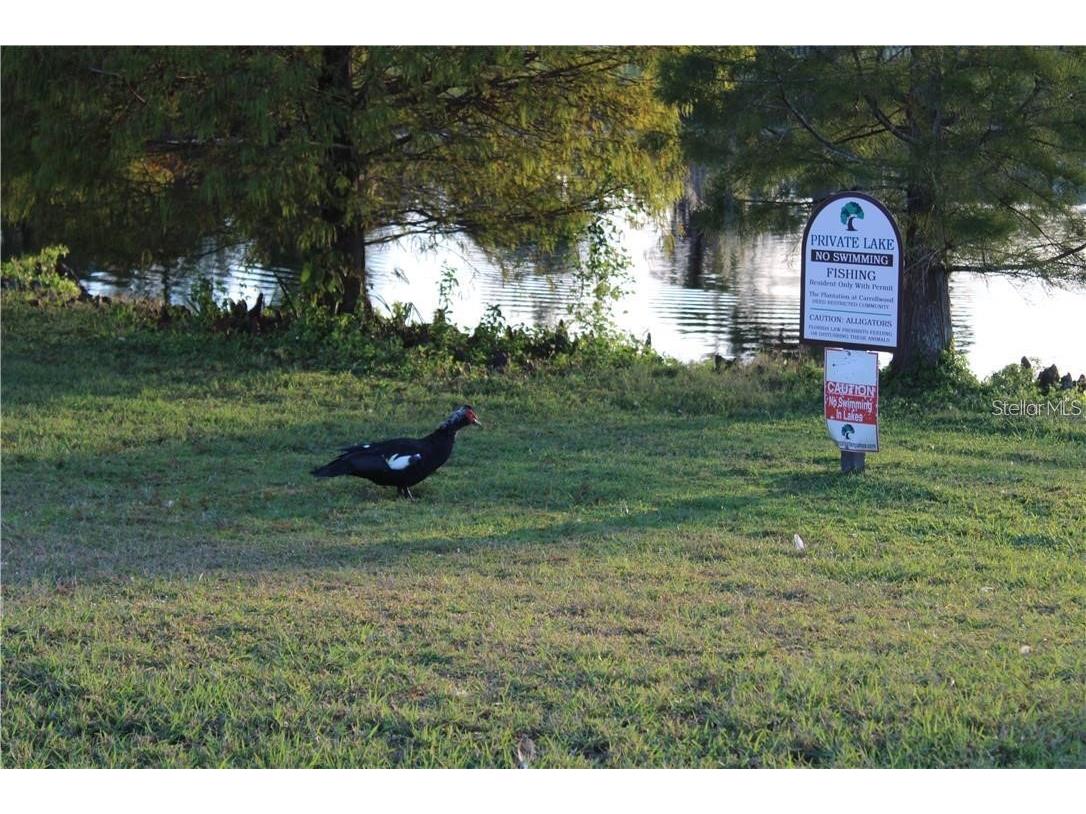 11401 Waveland Way Tampa FL 33624 TB8475044 image28