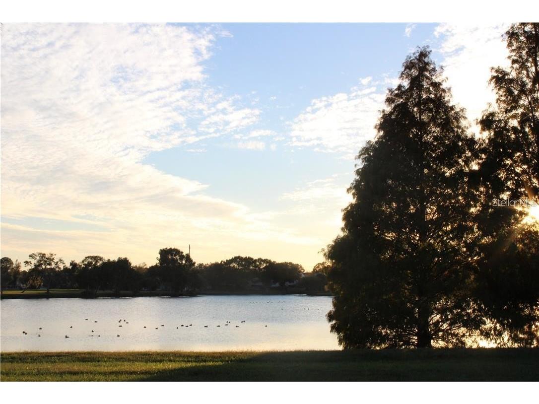 11401 Waveland Way Tampa FL 33624 TB8475044 image31