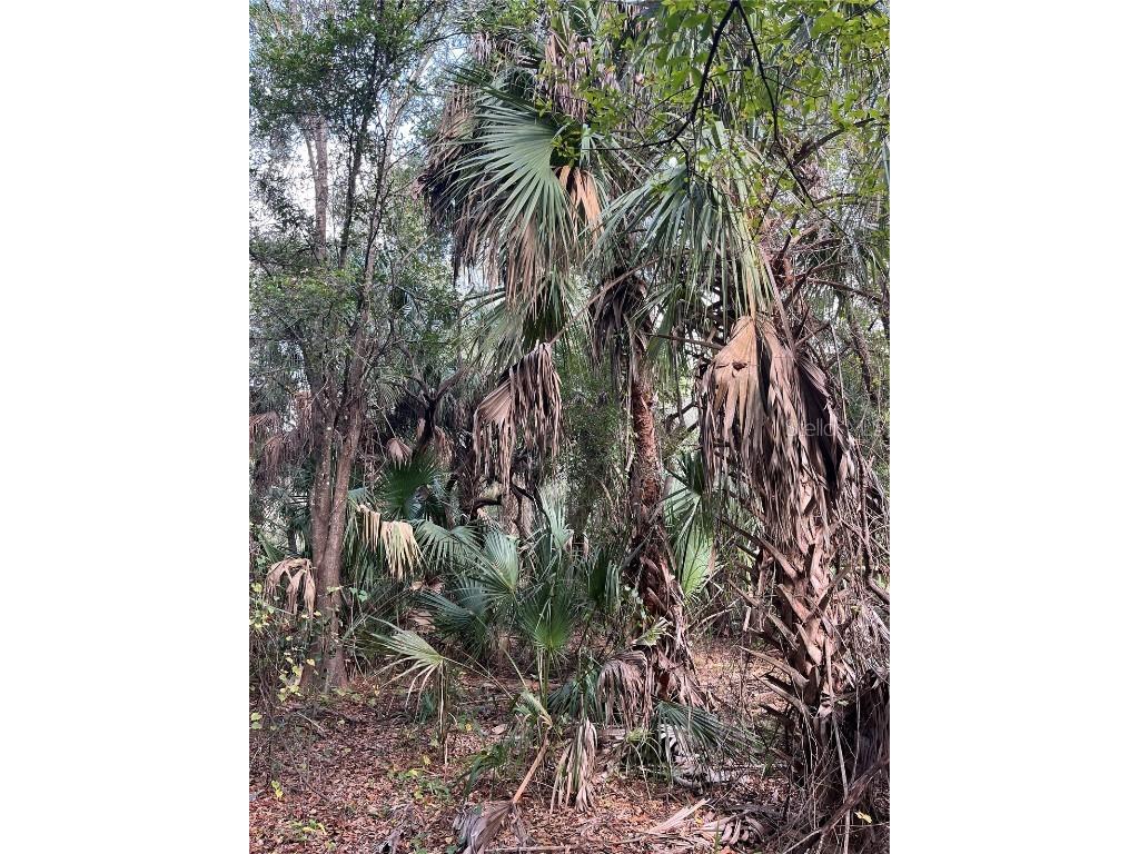 11403 N Lisette Path Dunnellon FL 34433 OM711600 image14