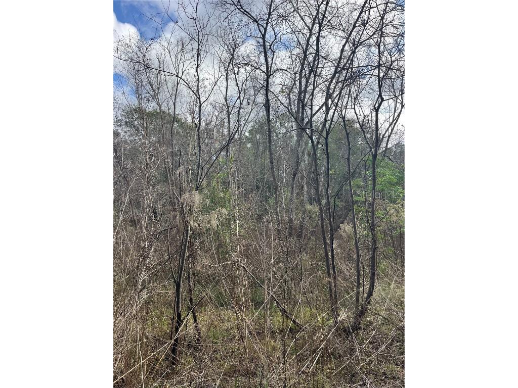 11403 N Lisette Path Dunnellon FL 34433 OM711600 image15