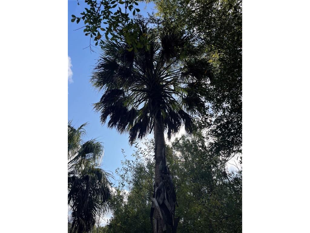 11403 N Lisette Path Dunnellon FL 34433 OM711600 image3