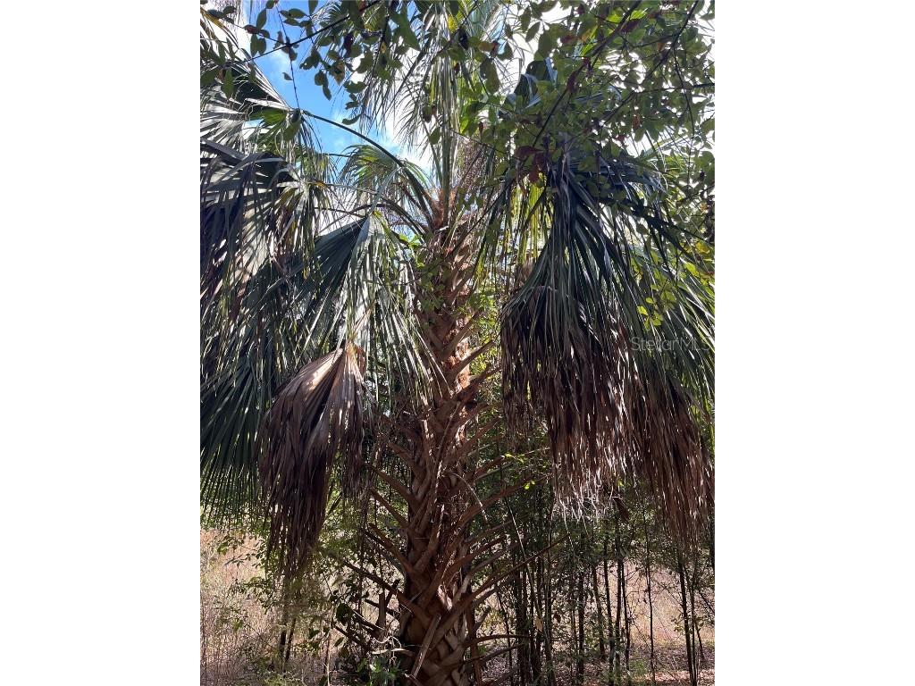 11403 N Lisette Path Dunnellon FL 34433 OM711600 image4