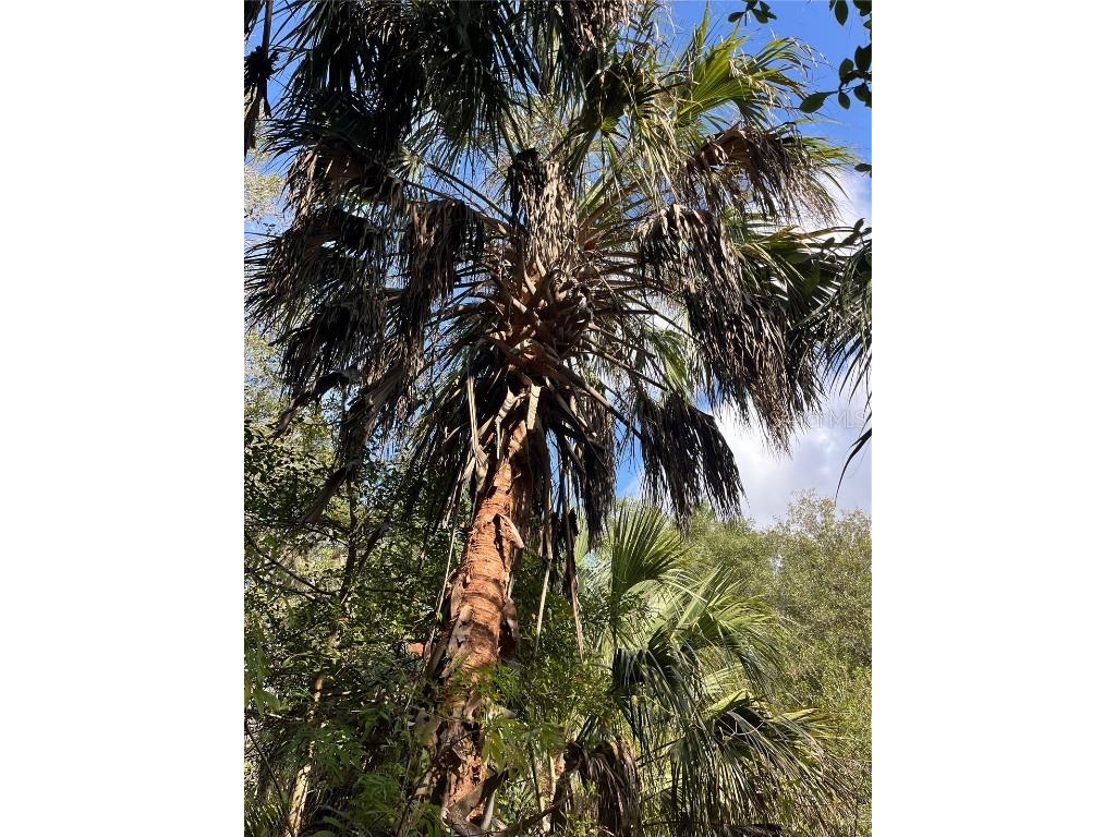 11403 N Lisette Path Dunnellon FL 34433 OM711600 image5