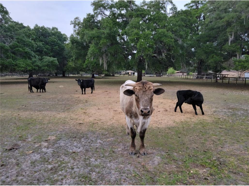 11419 Old Crystal River Road Brooksville FL 34601 TB8451149 image20