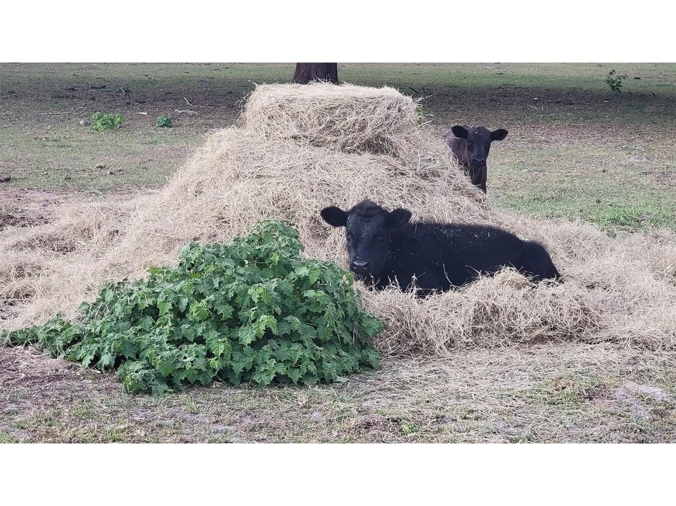 11419 Old Crystal River Road Brooksville FL 34601 TB8451149 image21