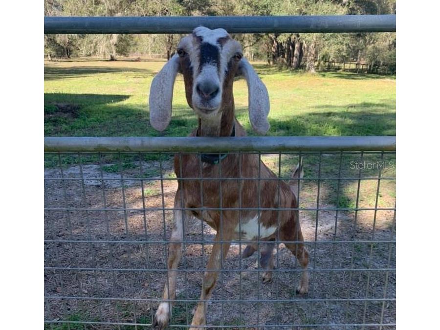 11419 Old Crystal River Road Brooksville FL 34601 TB8451149 image22