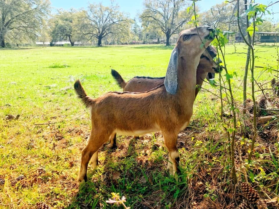 11419 Old Crystal River Road Brooksville FL 34601 TB8451149 image23