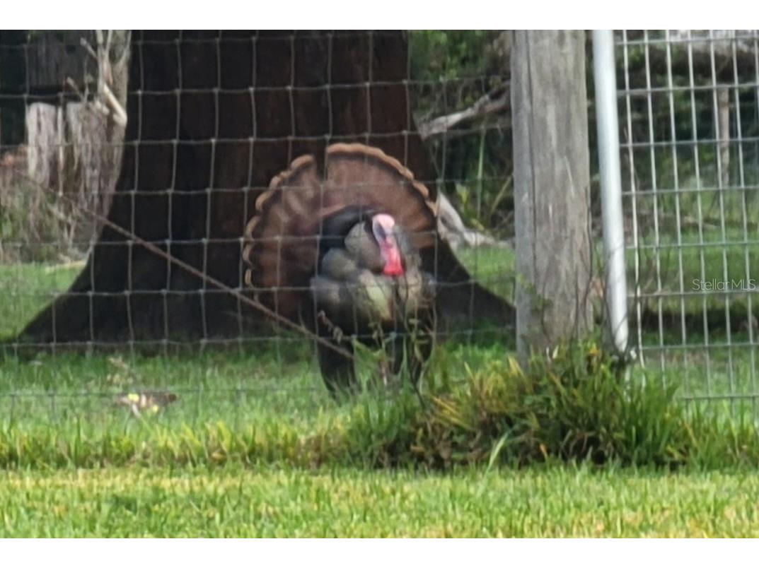 11419 Old Crystal River Road Brooksville FL 34601 TB8451149 image24