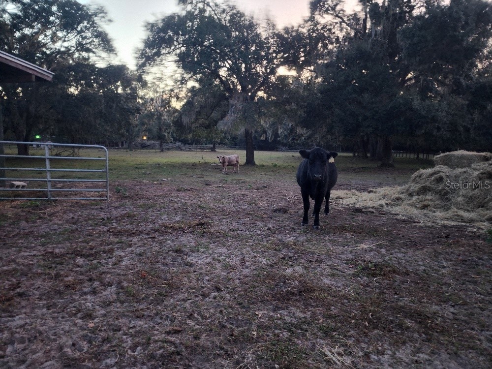 11419 Old Crystal River Road Brooksville FL 34601 TB8451149 image62