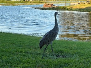 1143 E Fowler Drive Deltona FL 32725 - LAKE GLEASON V4945190 image2