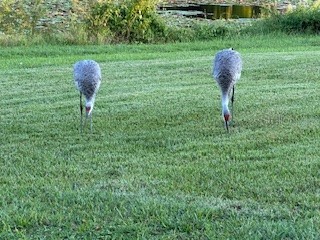 1143 E Fowler Drive Deltona FL 32725 - LAKE GLEASON V4945190 image41