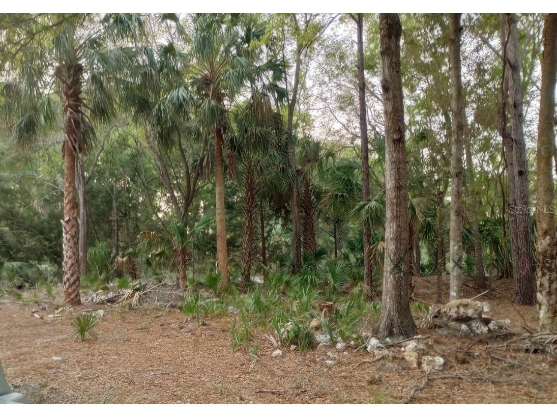 11441 N Moonlight Terrace Inglis FL 34449 J960759 image1