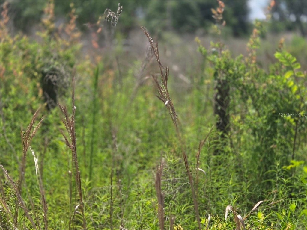 1146 N Jorie Terrace Crystal River FL 34429 OM702056 image17