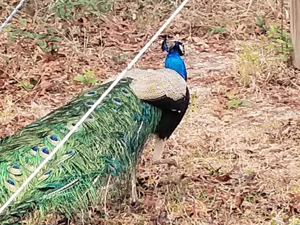 11473 Finch Road Brooksville FL 34614 TB8450887 image93