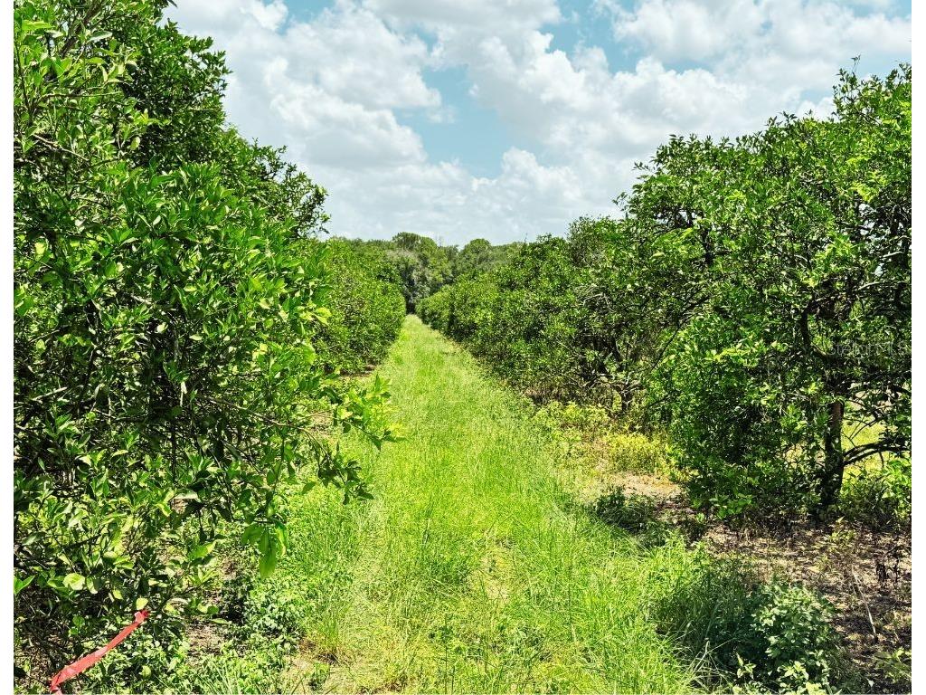 115 Heinley Road Lake Placid FL 33852 - LAKE PERSIMMON L4962202 image30