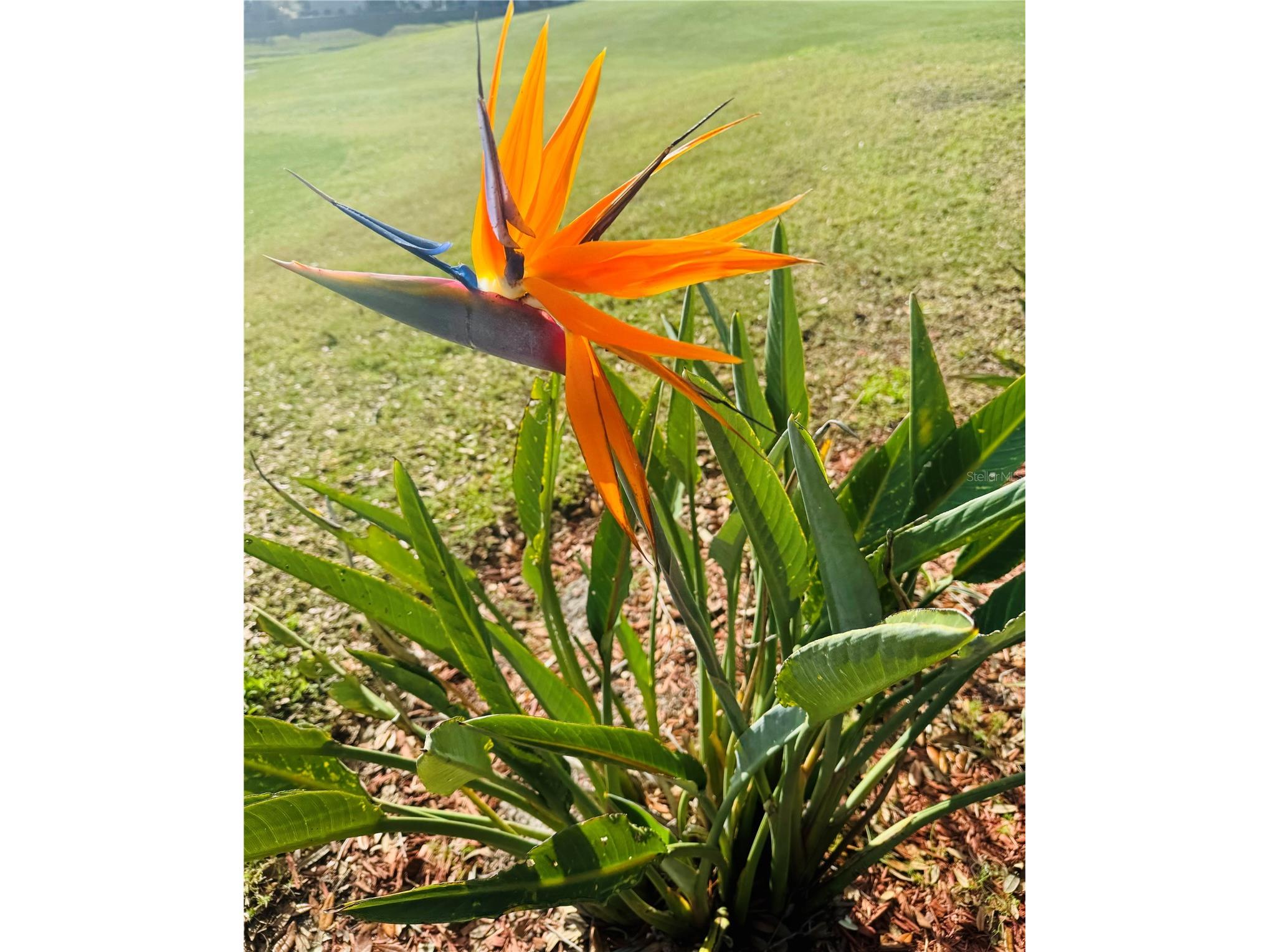 1150 Deer Creek Boulevard Davenport FL 33837 O6398239 image34
