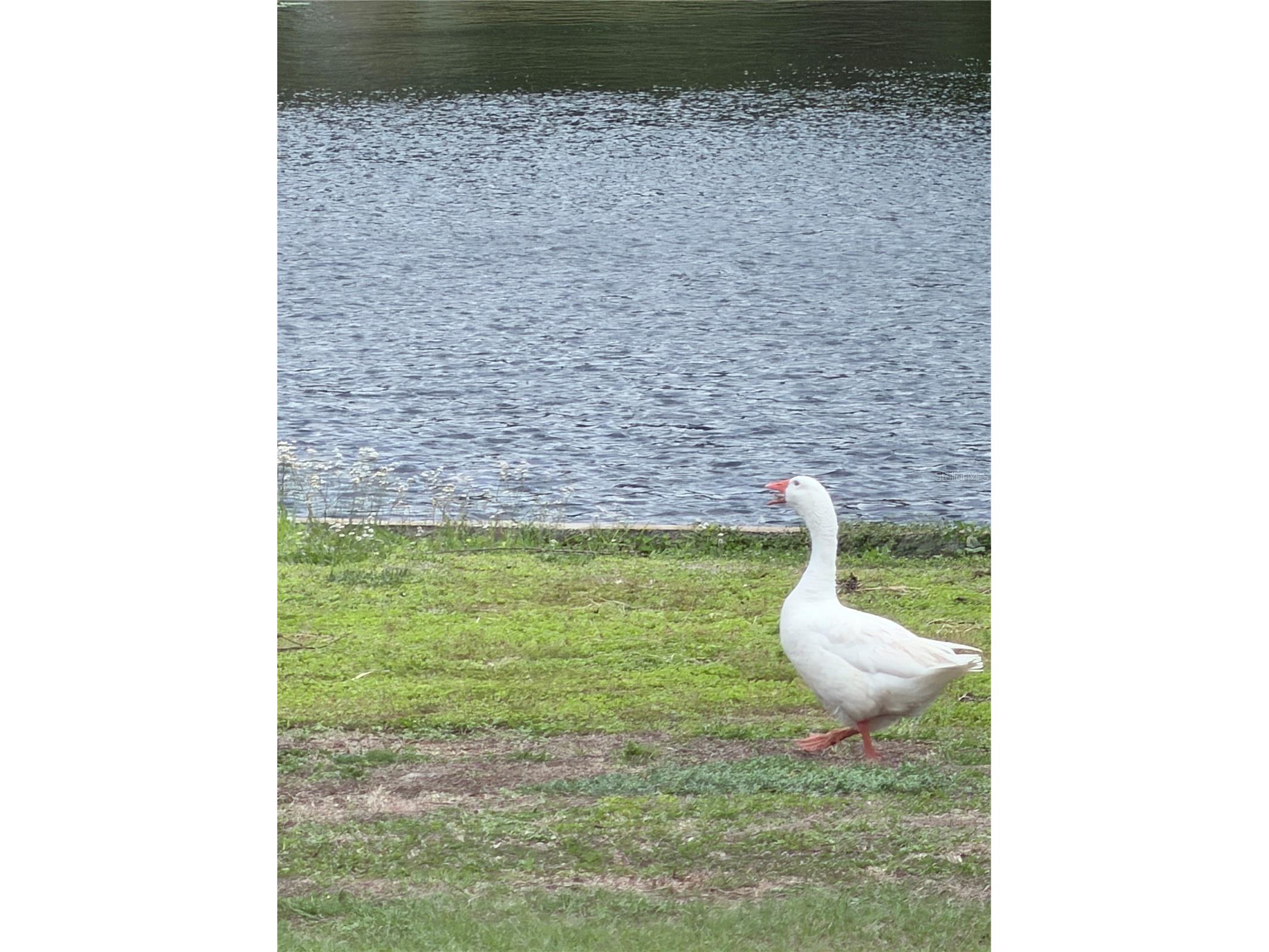 11505 N Rome Avenue Tampa FL 33612 - LAKE ECKLES TB8497394 image25