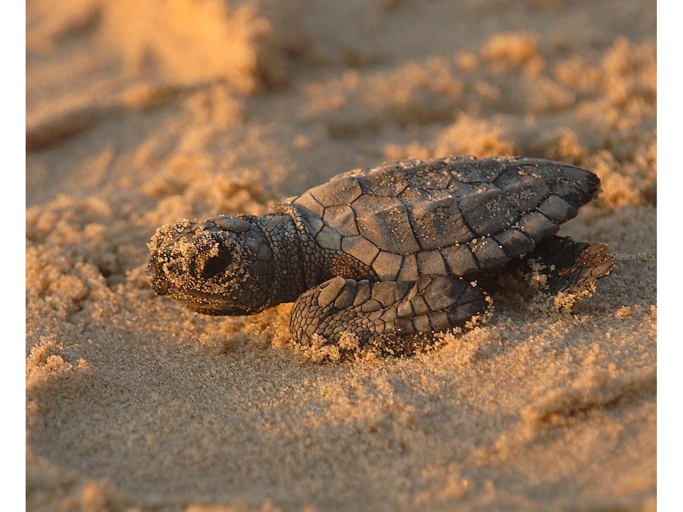 1151 Boundary Boulevard Rotonda West FL 33947 D6143953 image86