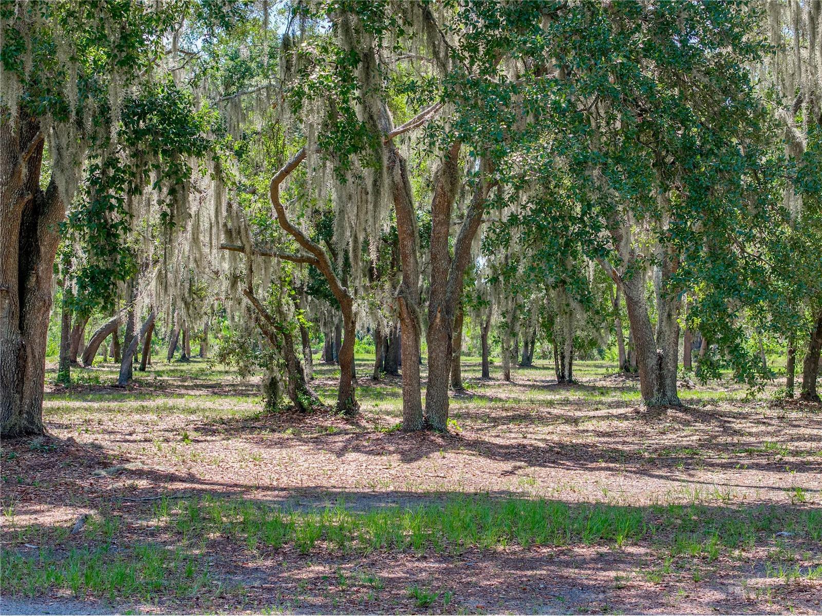11518 Hammock Oaks Court Lithia FL 33547 TB8524722 image75