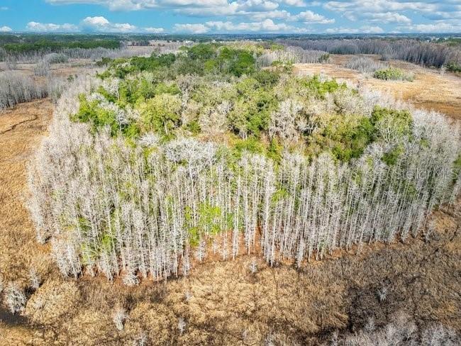 11535 Mattioda Road Groveland FL 34736 OM720967 image10