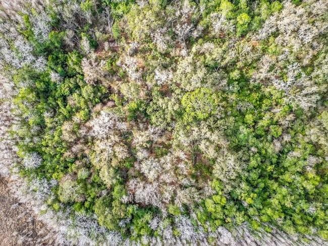 11535 Mattioda Road Groveland FL 34736 OM720967 image13