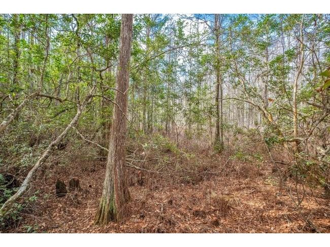 11535 Mattioda Road Groveland FL 34736 OM720967 image3