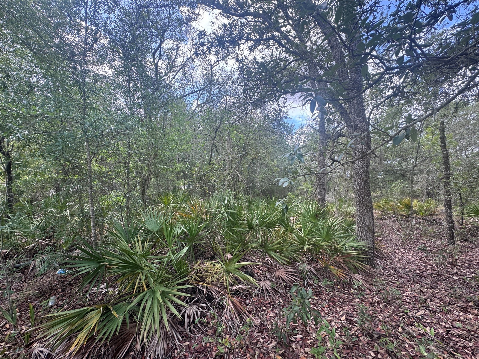 11548 NE 62nd Lane Williston FL 32696 OM724314 image4