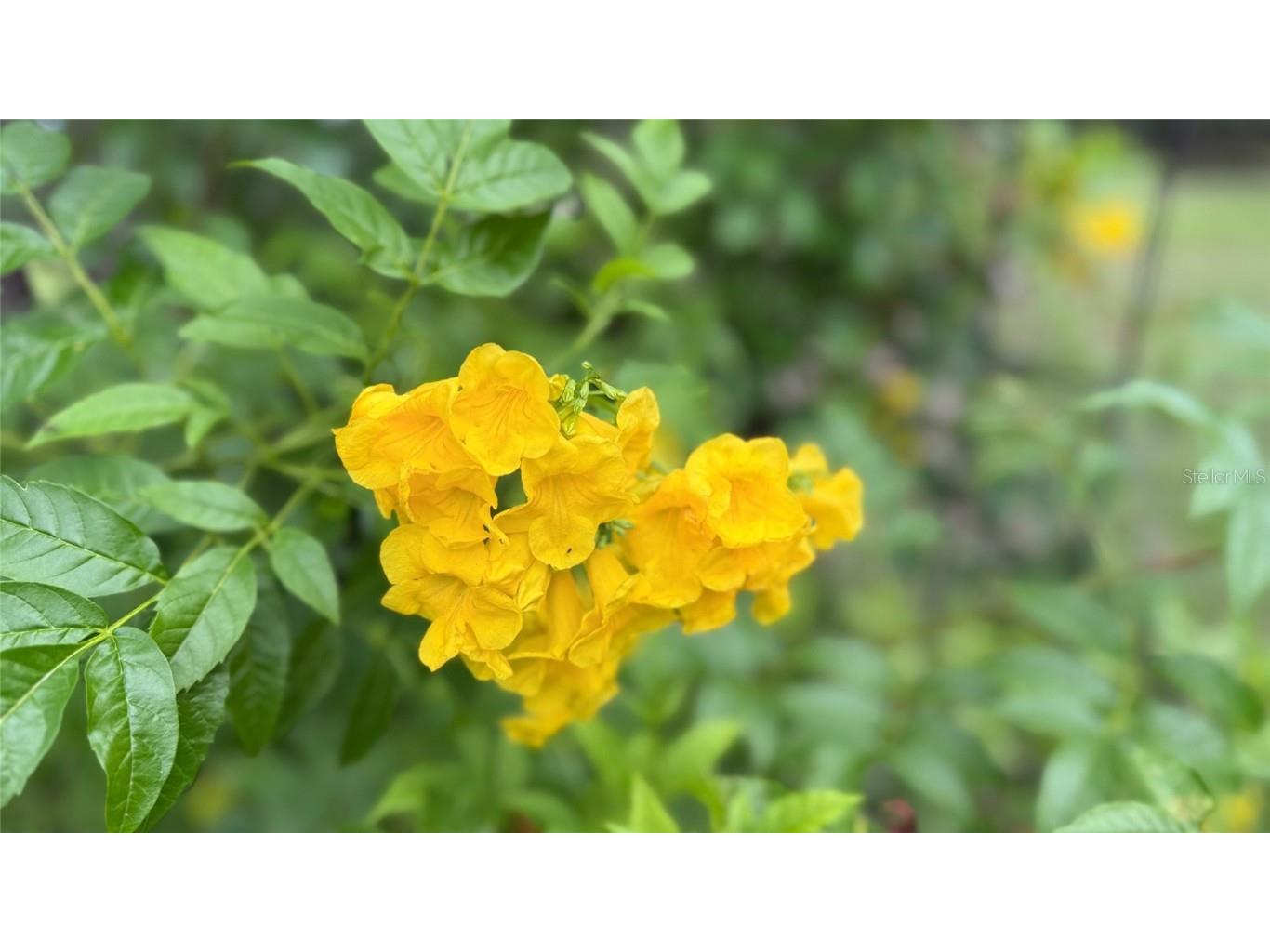 11571 NE 83rd Terrace Bronson FL 32621 OM707656 image47