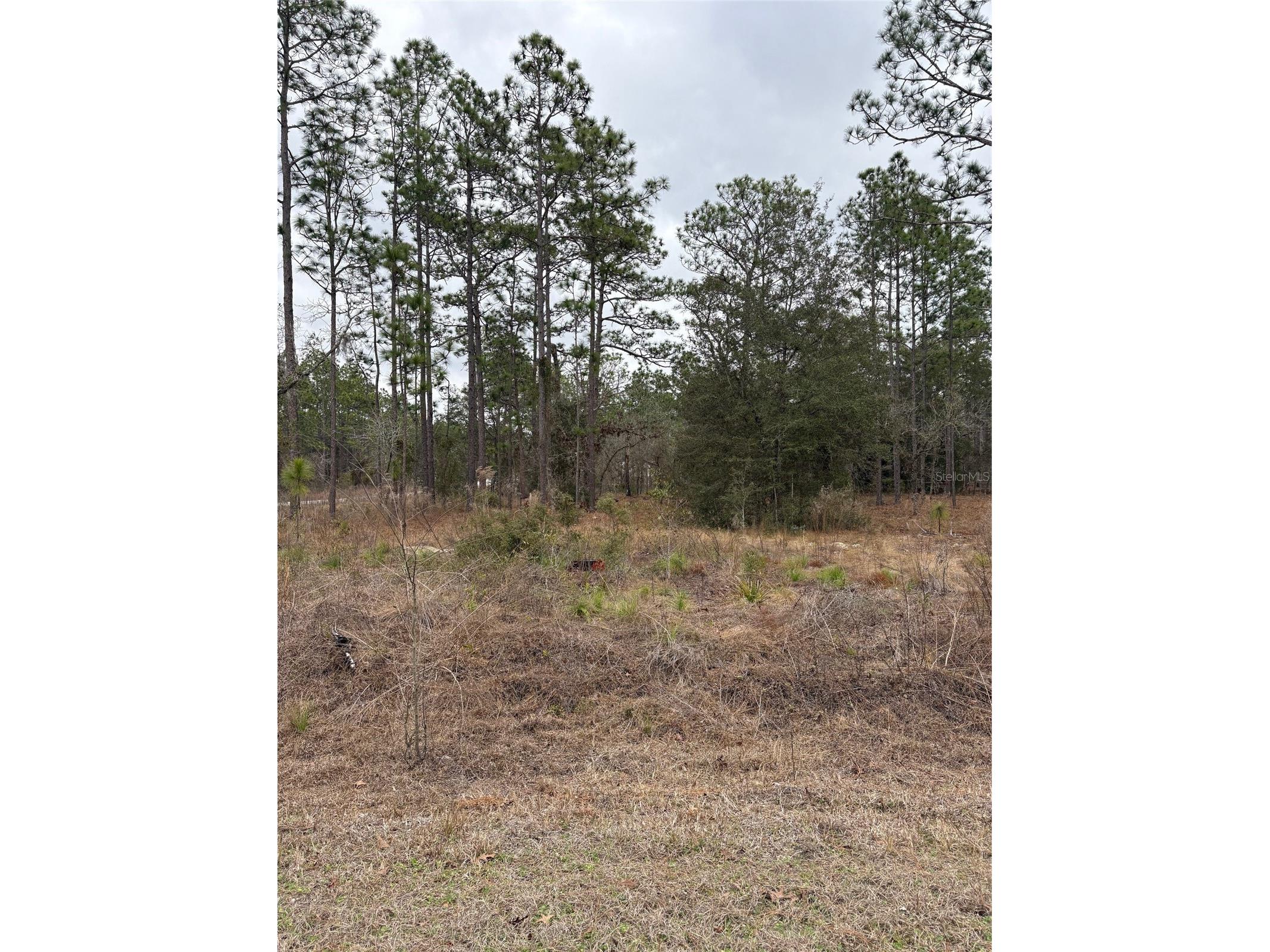 1159 NW Redwood Drive Dunnellon FL 34431 OM718935 image1