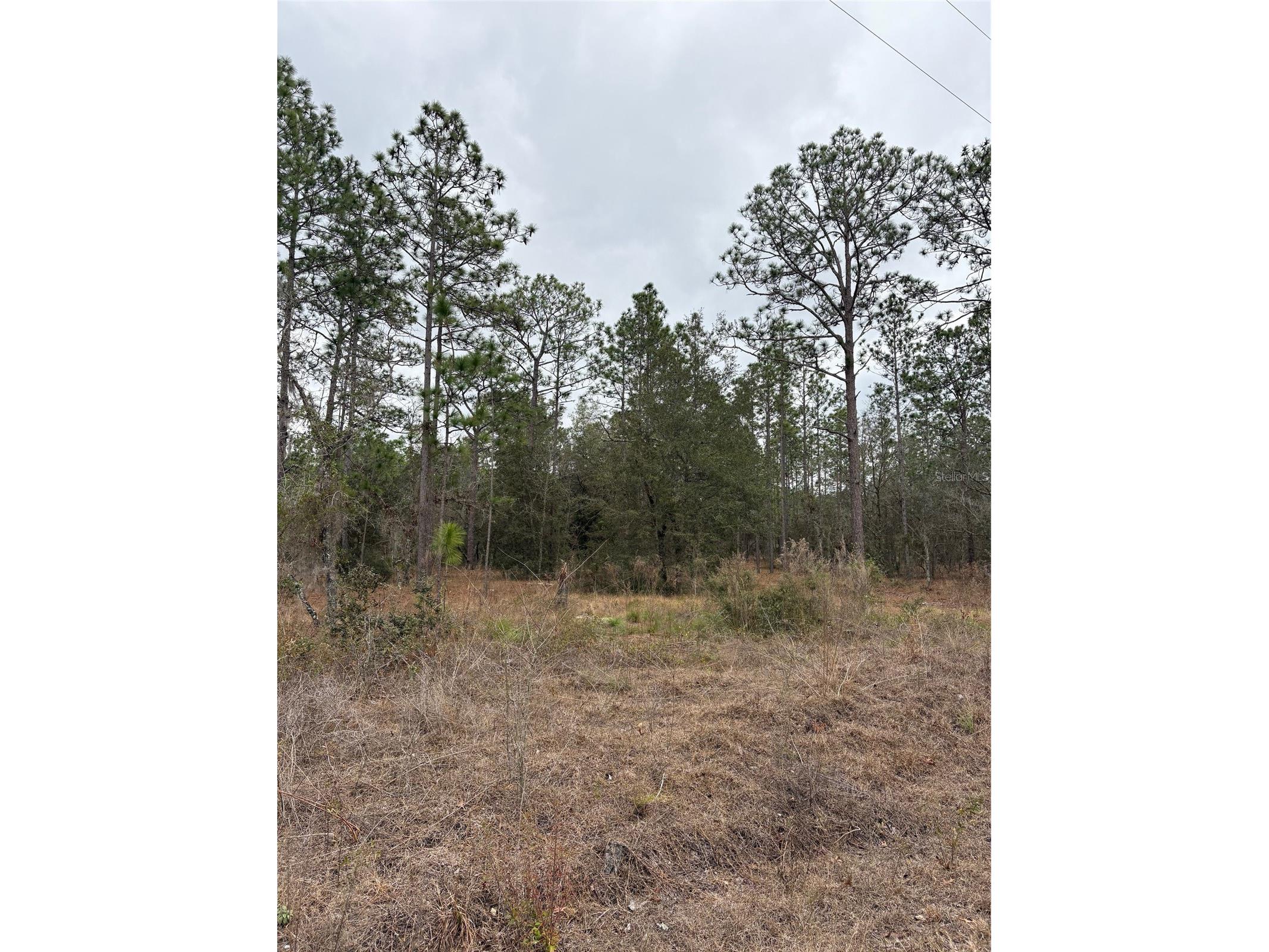 1159 NW Redwood Drive Dunnellon FL 34431 OM718935 image3