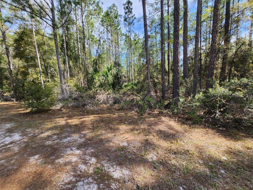 116 Mosswood Street Georgetown FL 32139 FC308374 image6