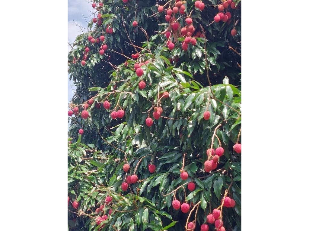 116 Raintree Court Auburndale FL 33823 - LAKE JULIANA O6362557 image31