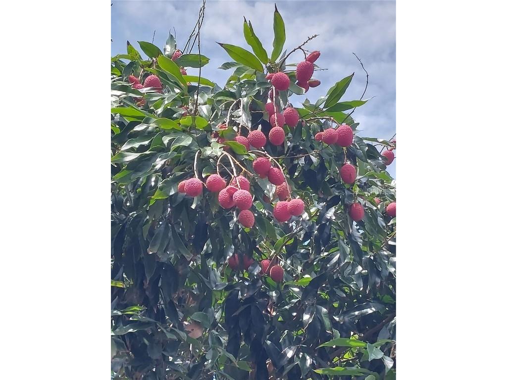 116 Raintree Court Auburndale FL 33823 - LAKE JULIANA O6362557 image32